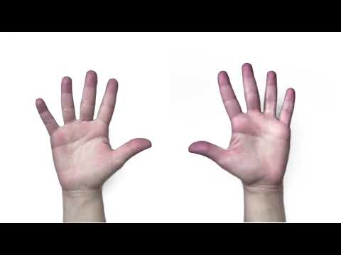 Learning to Count from 1 to 10 | The Magic Fingers | Bichitos TV