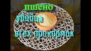 Прикормка из пшена геркулеса и перловки