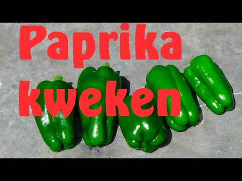 , title : 'Paprika kweken'