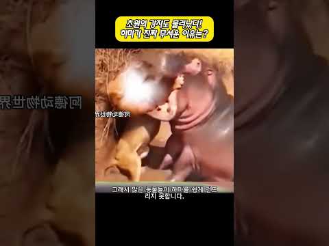 초원의 강자도 물러났다! 하마가 진짜 무서운 이유는?
