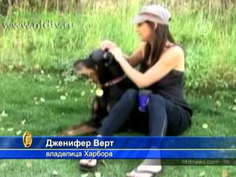 Обнаружена собака с рекордно длинными ушами