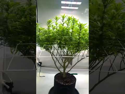 Watermelon Zkittlez [Part 5] – Strong Growth & Canopy Update 🌱