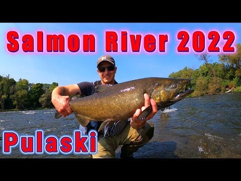 HUGE SALMON EVERY CAST | Pulaski/Oswego River/Salmon River 2022