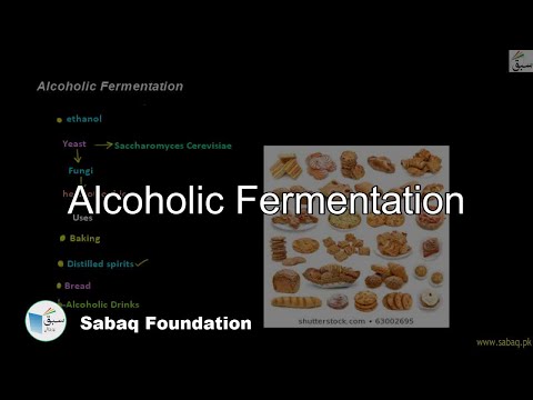 Alcoholic Fermentation (by Yeast),, Biology Lecture | Sabaq.pk