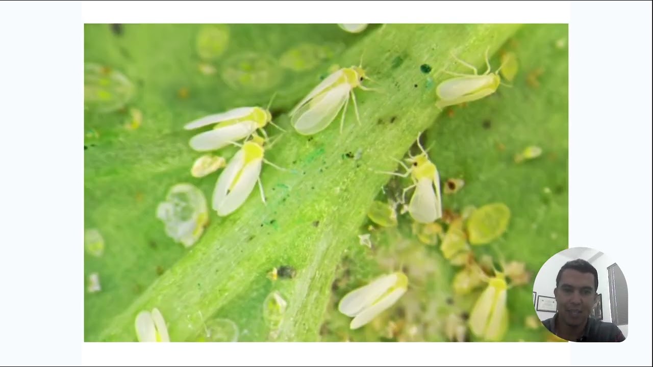 Principais tratos culturais dos cultivos agrícolas