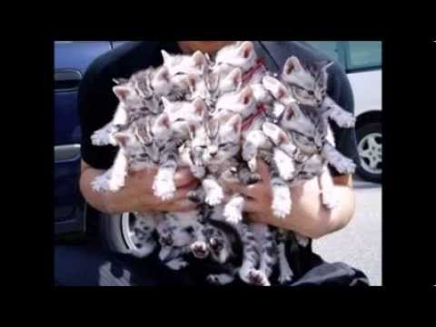 GBOAT- All My Friends Are Cats