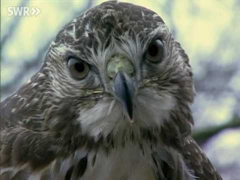 total phaenomenal   Superaugen