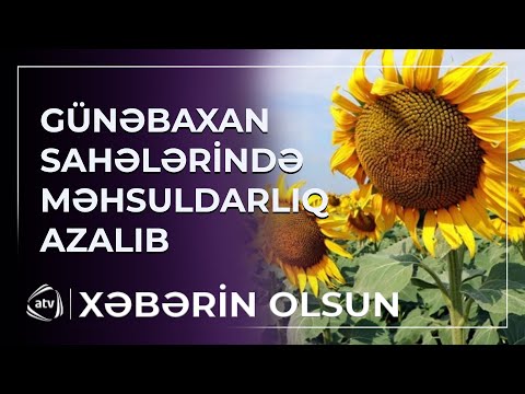 Günəbaxan sahələrində məhsuldarlıq azalıb