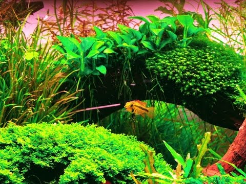 Popular Fish For The Planted Aquarium - Algae-Eaters Shoaling Fish And More