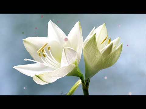 🌸МУЗЫКА ЦВЕТОВ.🌸Очень Красивая Музыка для Души!!!🌸