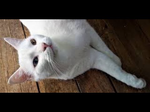 Cats are so funny Baby and Cat Funny videos