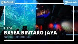Wisata ke Akuarium Raksasa BXSea Bintaro Jaya, Segini Harga Tiket Masuknya