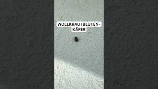 Wollkrautblütenkäfer egal wohin ich schaue 🥲🐞