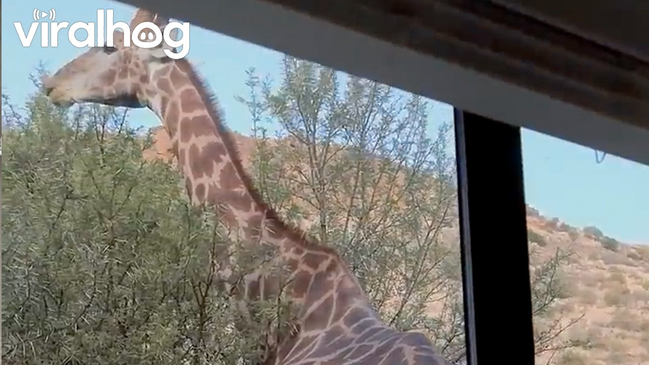 Unexpected Giraffe Wake-Up Call in South Africa || ViralHog