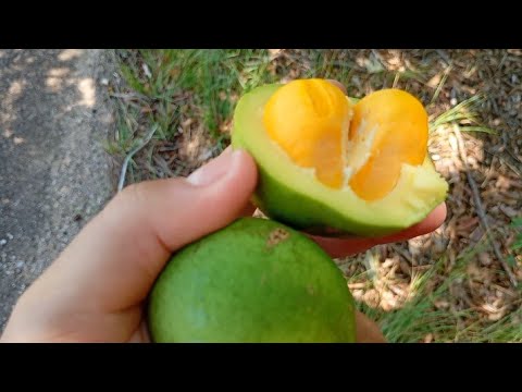 Pequi pegamos no chão aqui no mato e na estrada do Tocantins, entre a cidade de sucupira e peixe To