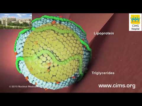 Understanding Triglycerides -Dr.Dhiren Shah