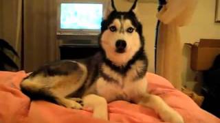 YouTube's Funniest Animals