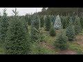 Twin Cities Tree Farm Loses 10% Of Christmas Trees Due To Summer Drought