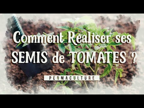 Comment réaliser ses semis de tomates     #permaculture