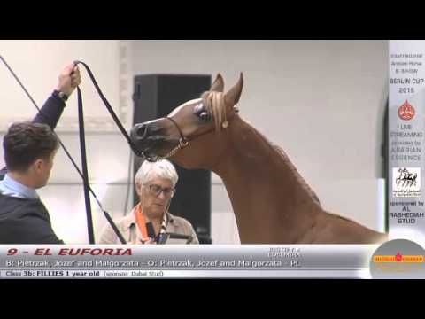 Berlin Cup Werder 2015 - Fillies 1 year old (Class 3B) - N.9 EL EUFORIA