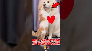 Download lagu Unbelievable! Dogs and Cats Can Actually Fall in Love! #dogs  #cats  #pets mp3