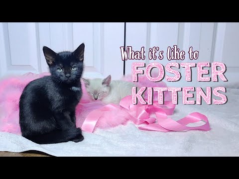 What Fostering Kittens is Really Like- A Day in the Life of A Foster Mom 🐱