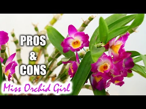 Pros & Cons of growing Dendrobium Nobile Orchids in a home