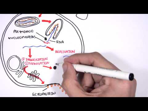 Microbiology Overview