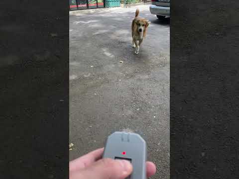 Dazer 2  - dog repeller