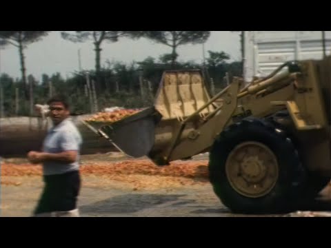 ЕЭС разоряет итальянских крестьян 26.07.1983