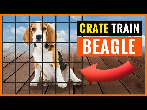 Your Beagle Will Learn The Crate with these Tips!