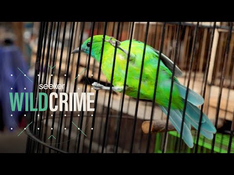 印度尼西亞非法鳴禽貿易內幕。 (Inside the Illegal Songbird Trade in Indonesia)