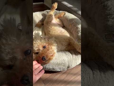 経営学科 へそ天でうねうねするトイプードル14ヶ月 #toypoodle #トイプードル