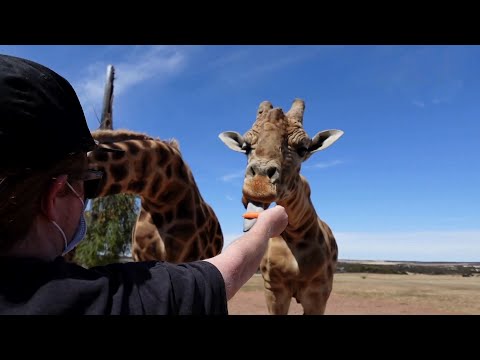 Hays Annula High Rollers