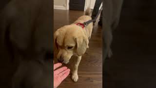 Video preview image #1 Beagle-Unknown Mix Puppy For Sale in Arlington, VA, USA