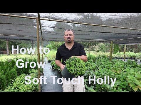 How to grow Soft Touch Holly with detailed description