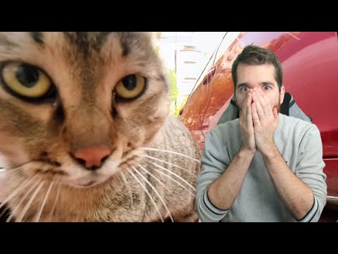 TJI REAGE A GATOS DE RUA