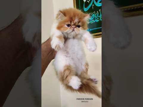 Barbie Girl Of Tanveer Persians 🔥😻 #cats #persiancat #shortvideo #catlover #catshorts