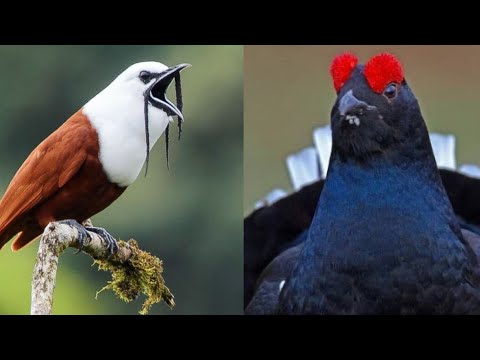 Beautiful birds sounds | Singing birds | Beautiful birds sound in the Forest | Colourful birds sound