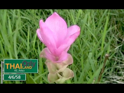 ทุ่งดอกกระเจียว ชัยภูมิ