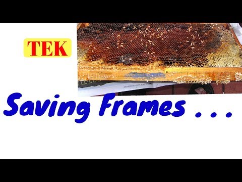 4. 6 Saving frames from Small Hive Beetle larvae