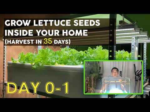 How to Grow and Harvest Hydroponic Lettuce Inside Your Home in 35 days PART 1  | Day 0-1
