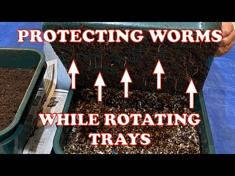 How To Rotate Worm Tower Trays Without Damaging Worms + Bin Harvest | Vermicompost Worm Farm