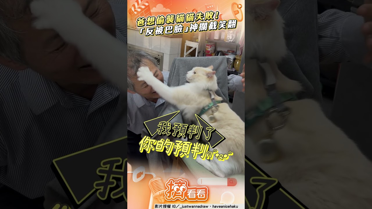 影音/爸偷襲貓不成反被「啪啪」打臉 喵星人神反應「肉球攔截」