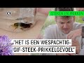 JURRE WORDT GESTOKEN DOOR "DE WESP VAN DE SLOOT" | Steken en Prikken S2 #4 | NPO Zapp