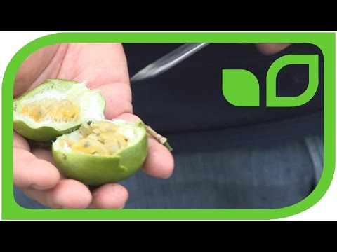 The first ripened Eia Popeia passion fruits on container plants October 2014