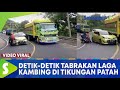 Viral Detik Detik Pemotor Dan Pemobil Terlibat Adu Kambing Di Tikungan