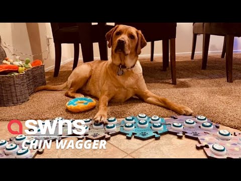 Meet Copper the talking dog who uses sound buttons to chat with owner | SWNS