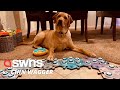 Meet Copper The Talking Dog Who Uses Sound Buttons To Chat With Owner SWNS