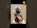 Discover The 334 Amazing Monkey Breeds From Around The World